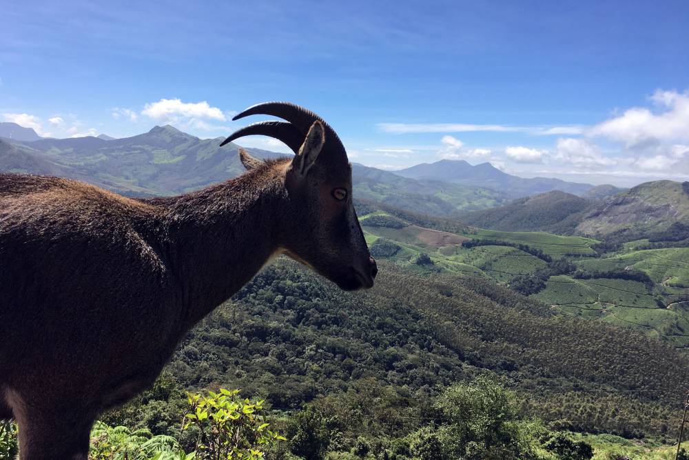 Eravikulam National Park